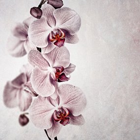 Фрески ID13319_0 на сайте OboiVkus.by