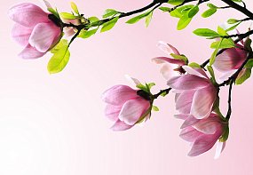 Фрески ID12676_0 на сайте OboiVkus.by