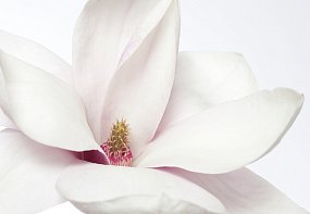 Фрески ID12779_0 на сайте OboiVkus.by