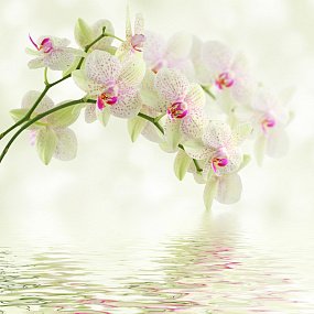 Фрески ID12674_0 на сайте OboiVkus.by