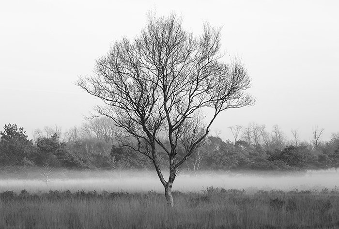 Фрески 16958 (Grayscale)_0 на сайте OboiVkus.by