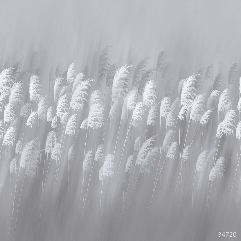 Фрески 34720 (Flower Dreams 2)_0 на сайте OboiVkus.by