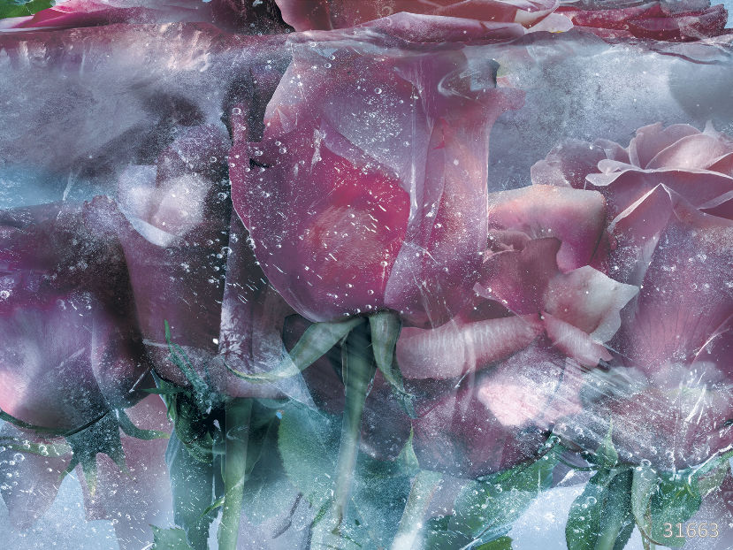 Фрески 31663 (Flower Dreams)_0 на сайте OboiVkus.by