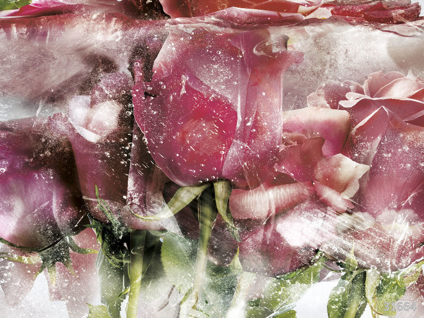 Фрески 31664 (Flower Dreams)_0 на сайте OboiVkus.by